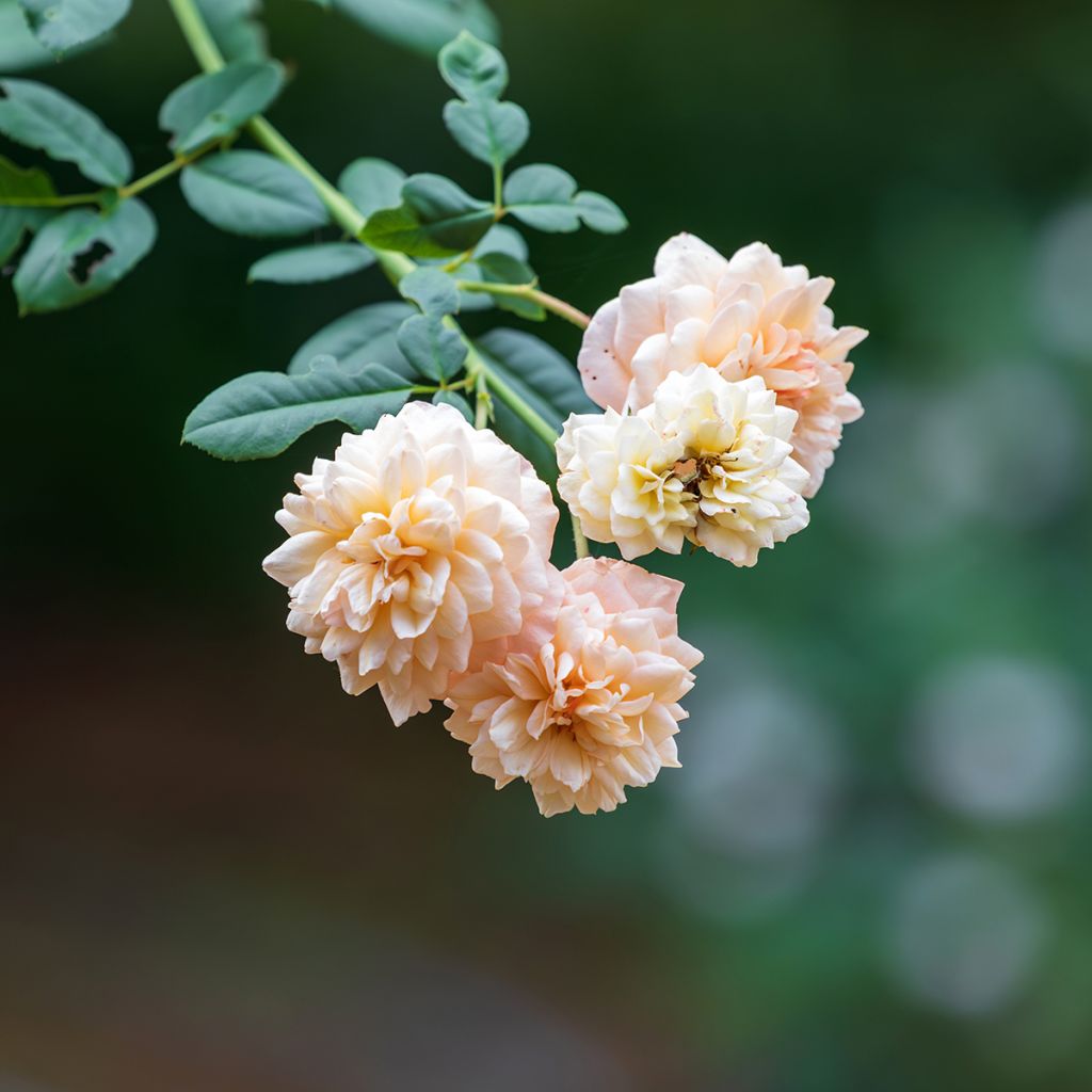 Rosa moschata Buff Beauty - Moschus-Rose