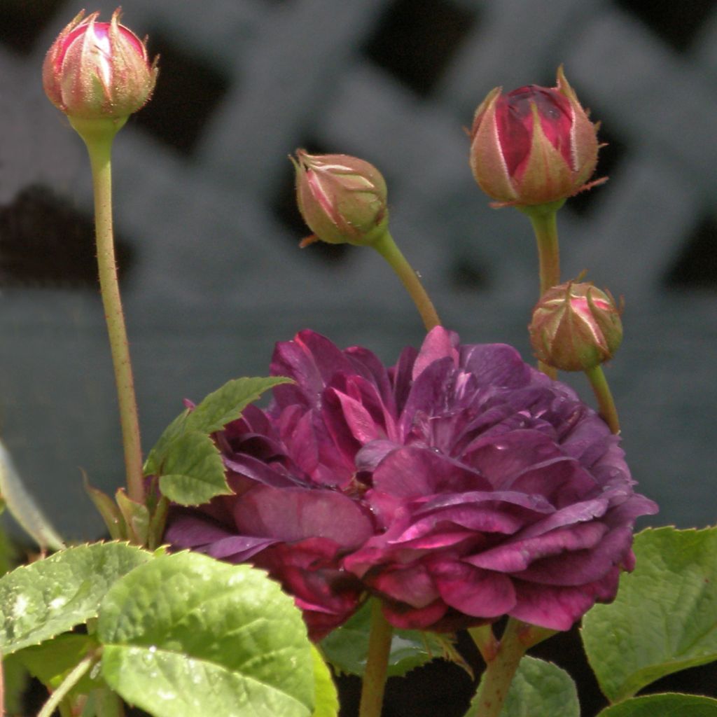 Rosa gallica Cardinal de Richelieu - Essig-Rose