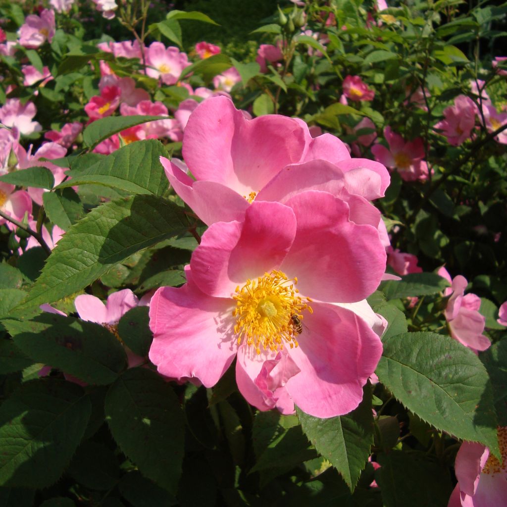 Rosa gallica Complicata - Essig-Rose