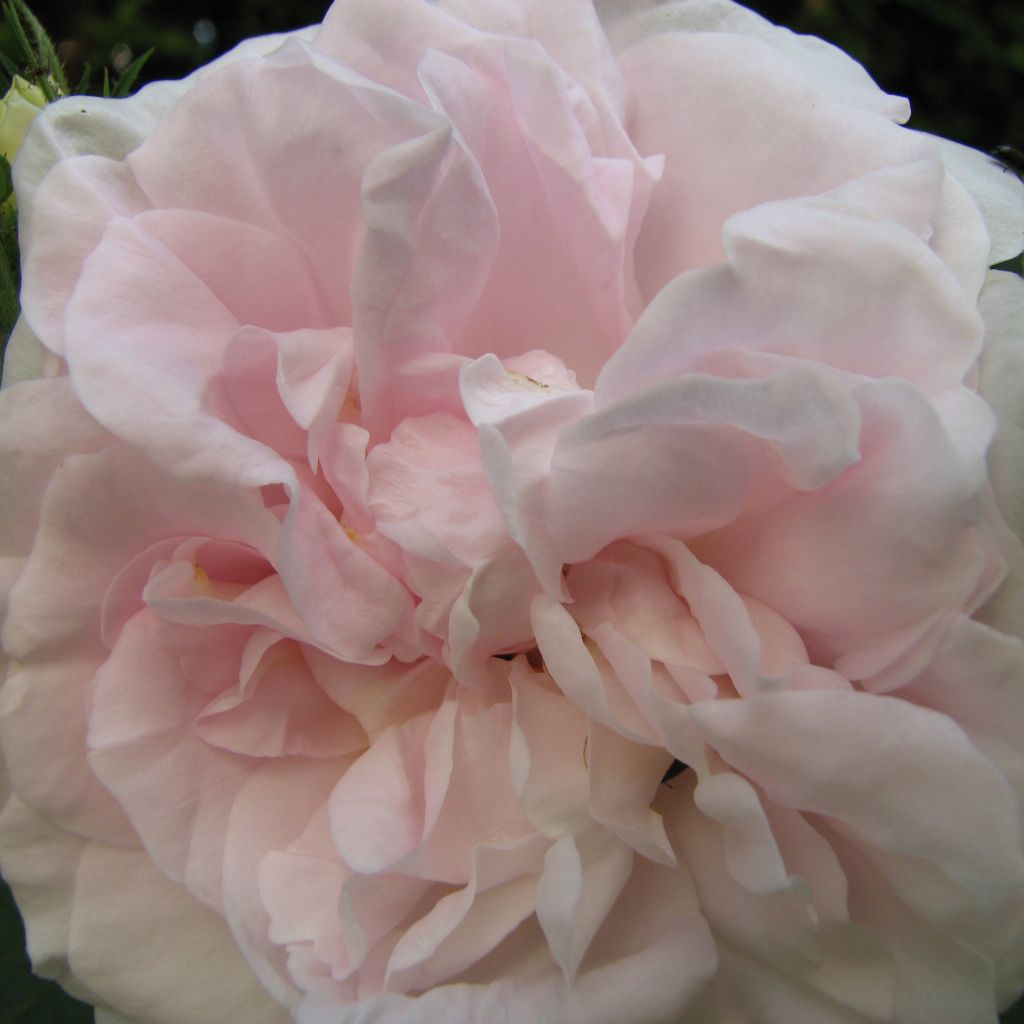 Rosa alba Cuisse de Nymphe - Historische Rose