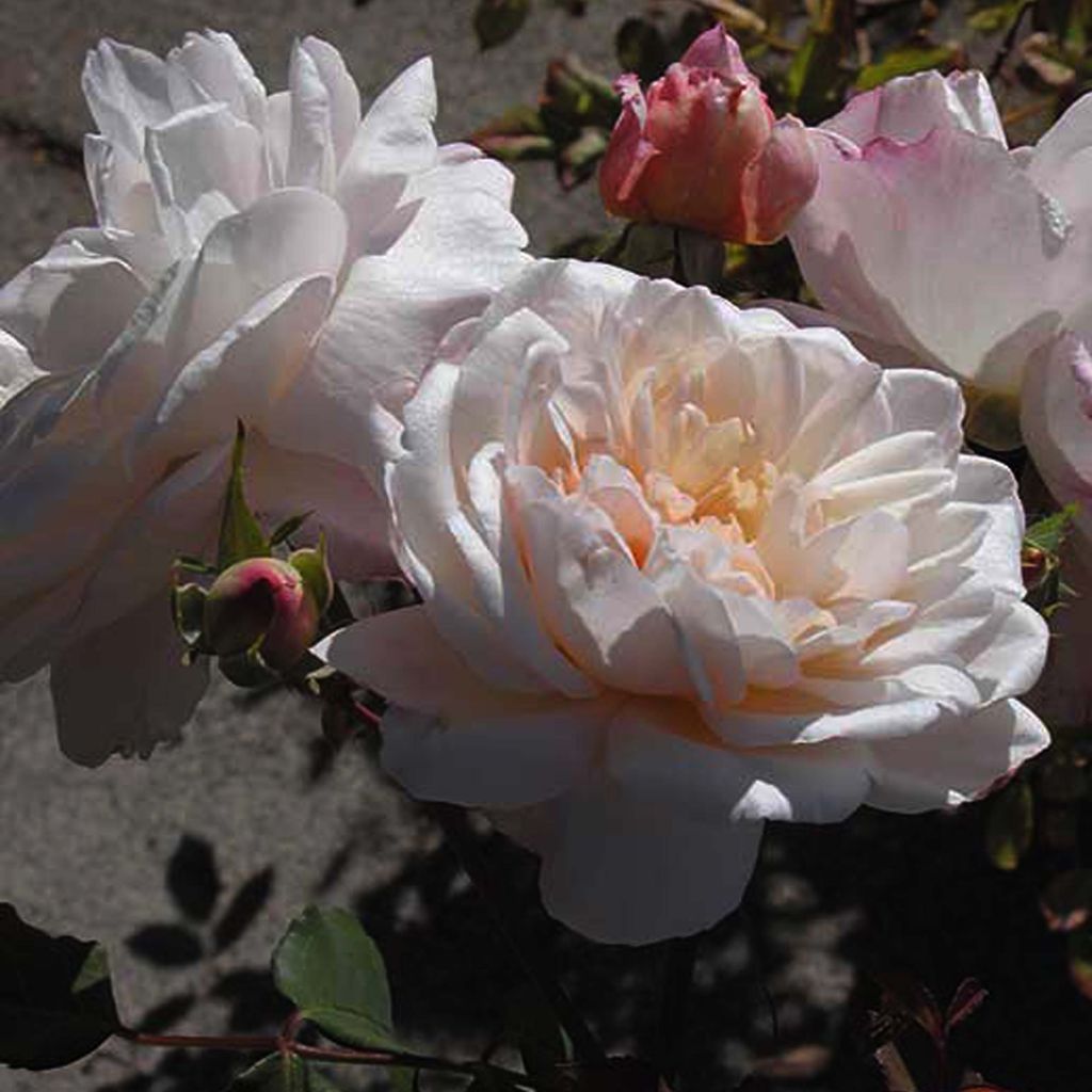 Rosa Gruss An Aachen - Historische Rose