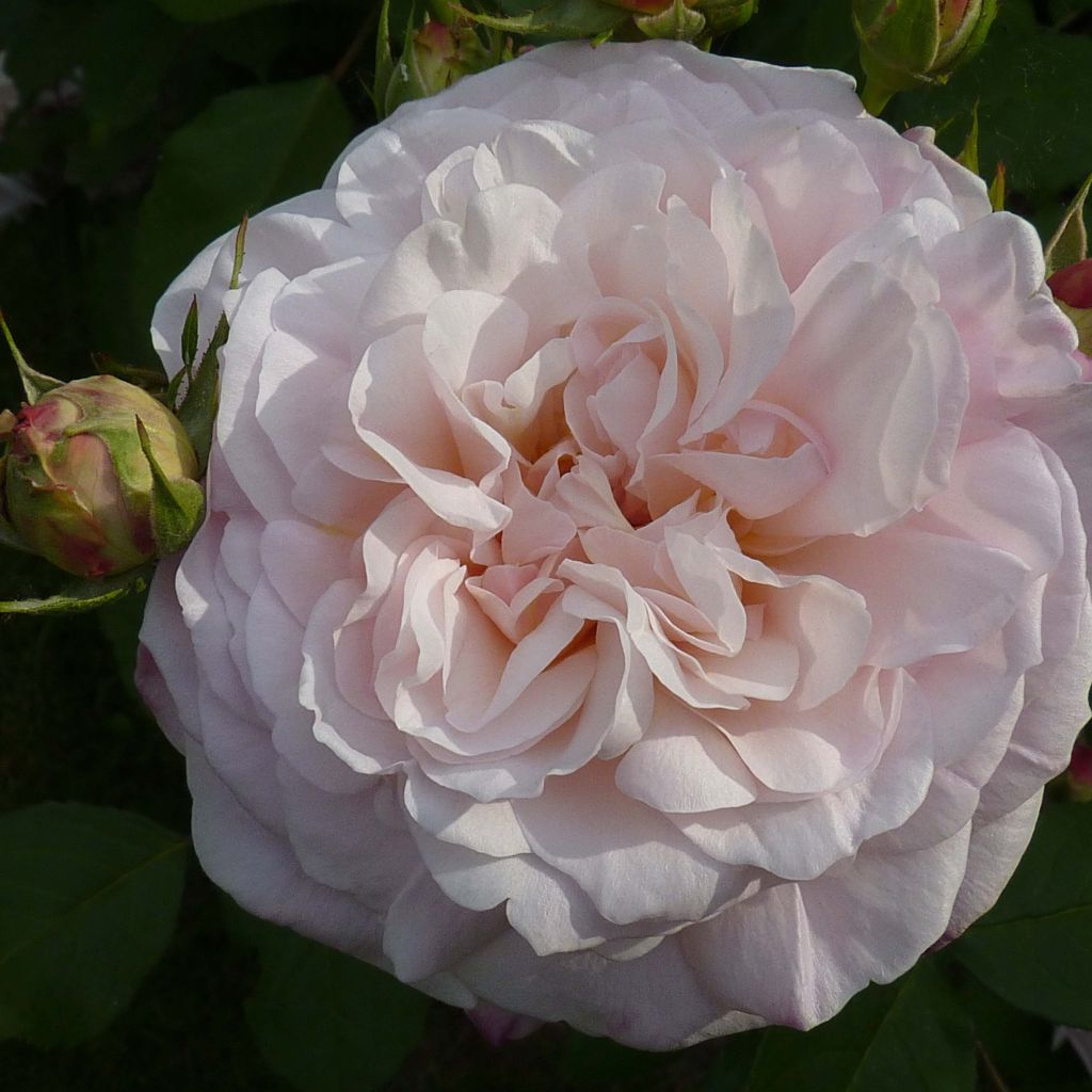 Rosa Gruss An Aachen - Historische Rose