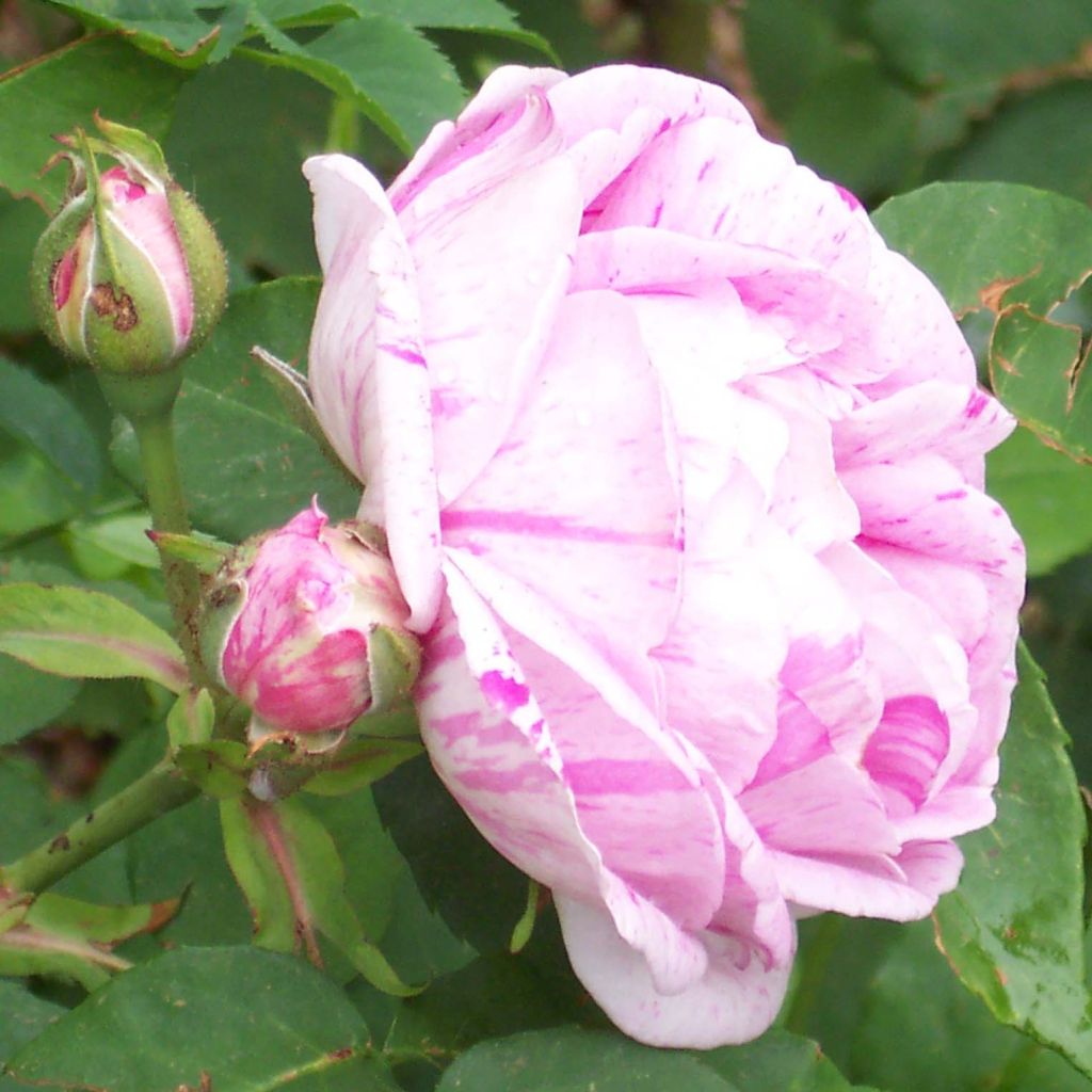 Rosier ancien Honorine de Brabant - Rosa (x) Bourbon