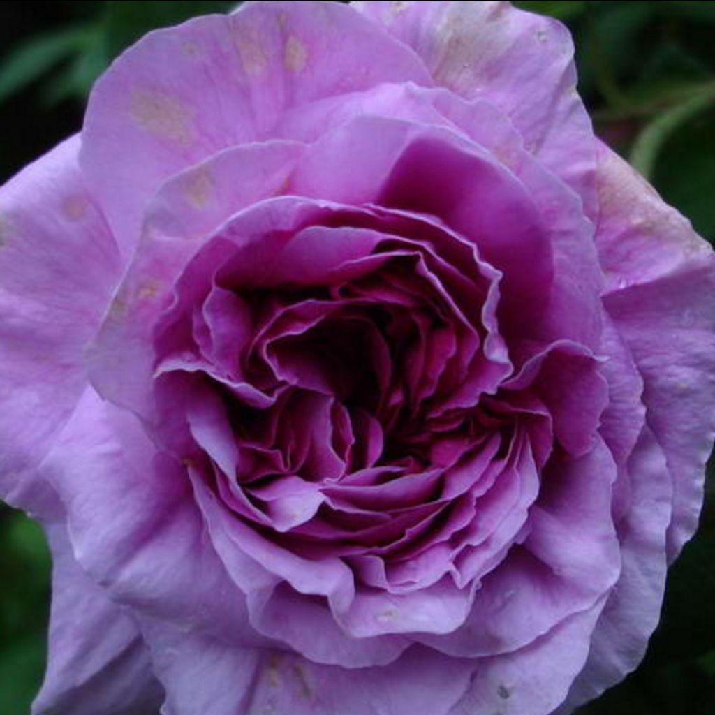 Rosa gallica Jenny Duval - Essig-Rose