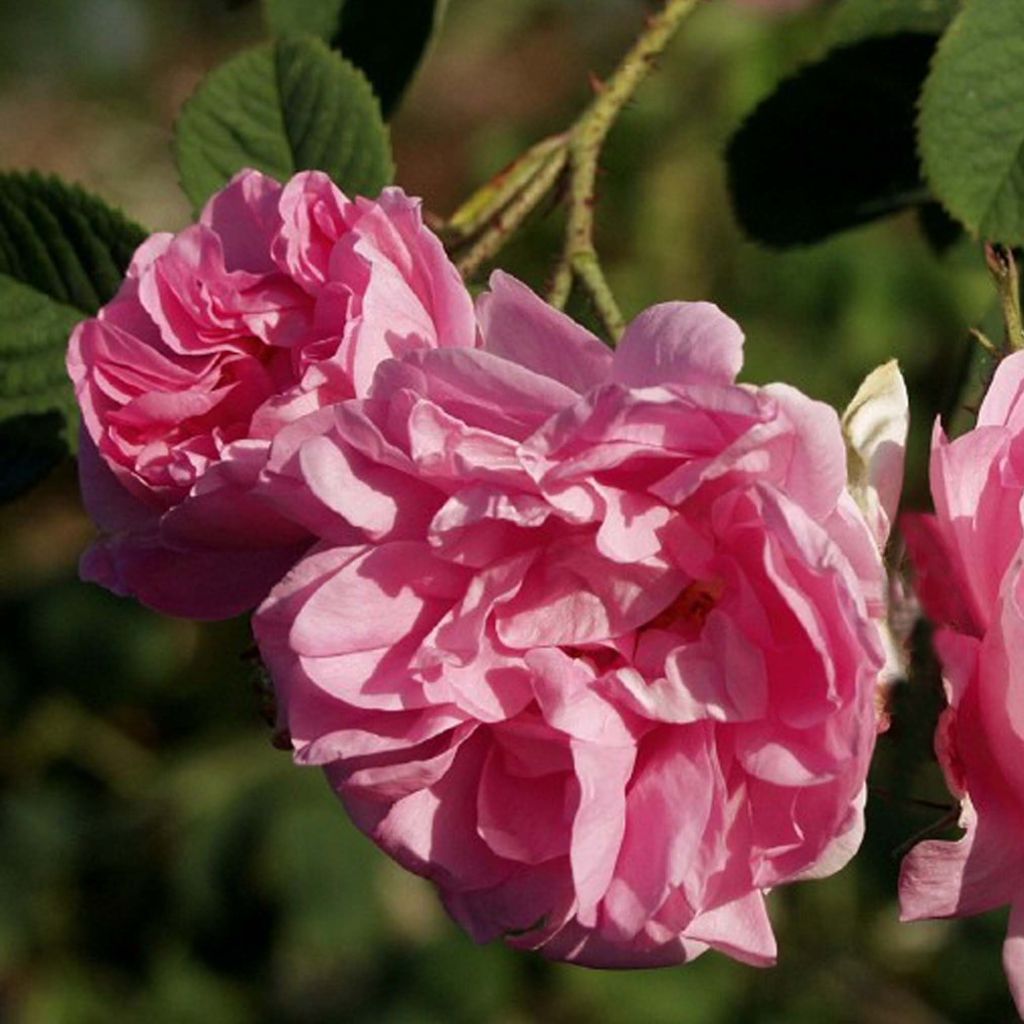 Rosa Trigintipetala - Historische Rose