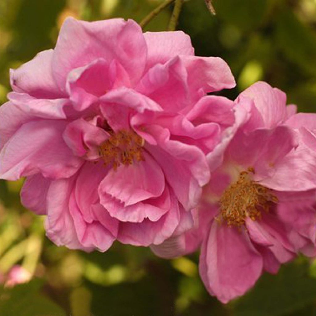 Rosa Trigintipetala - Historische Rose