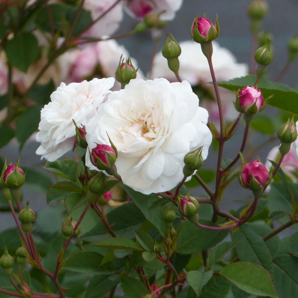 Rosier ancien Little White Pet