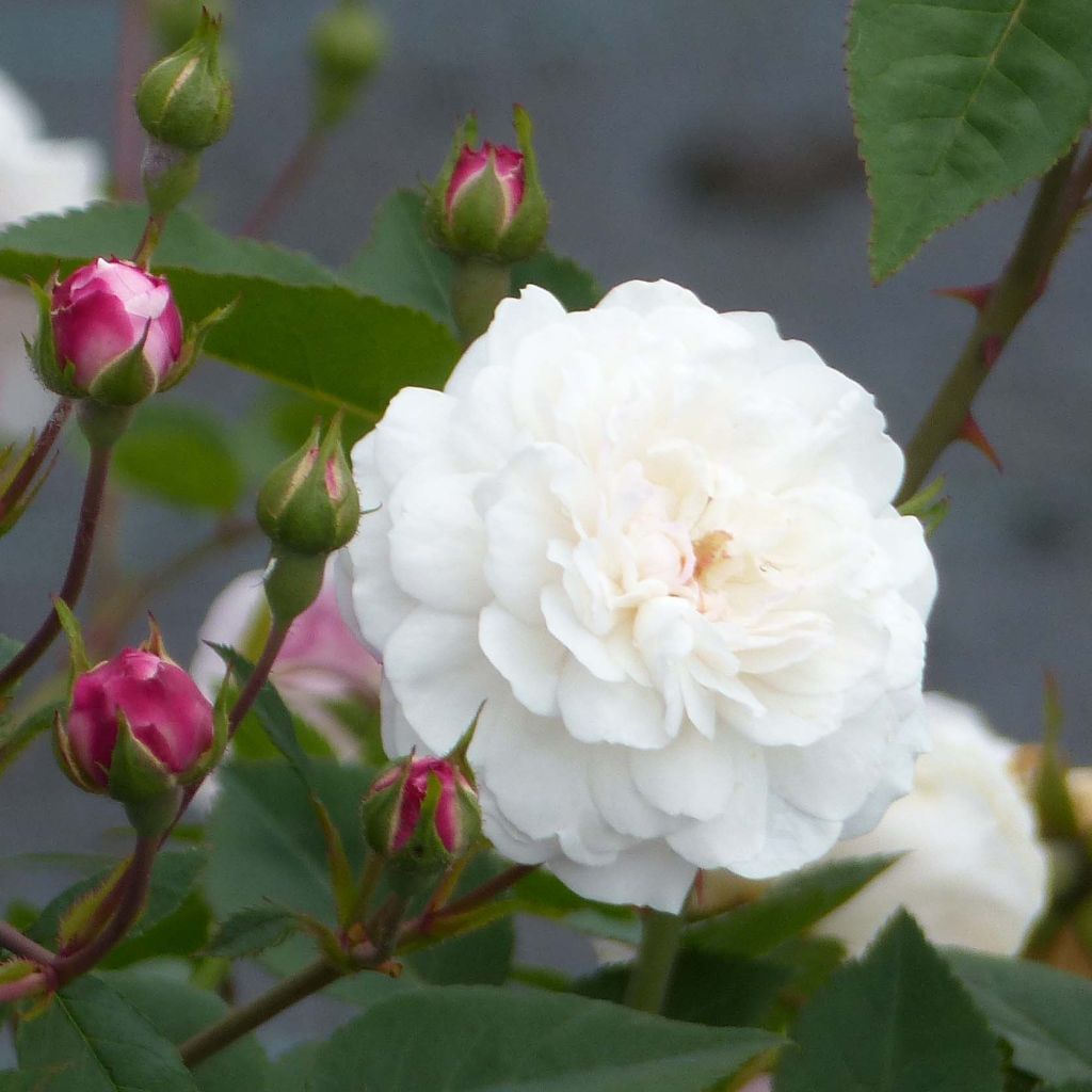 Rosa Little White Pet - Historische Rose