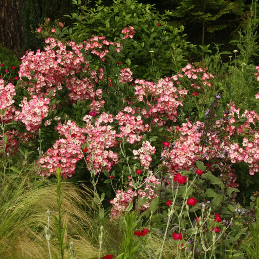 Rosa moschata Mozart - Moschus-Rose