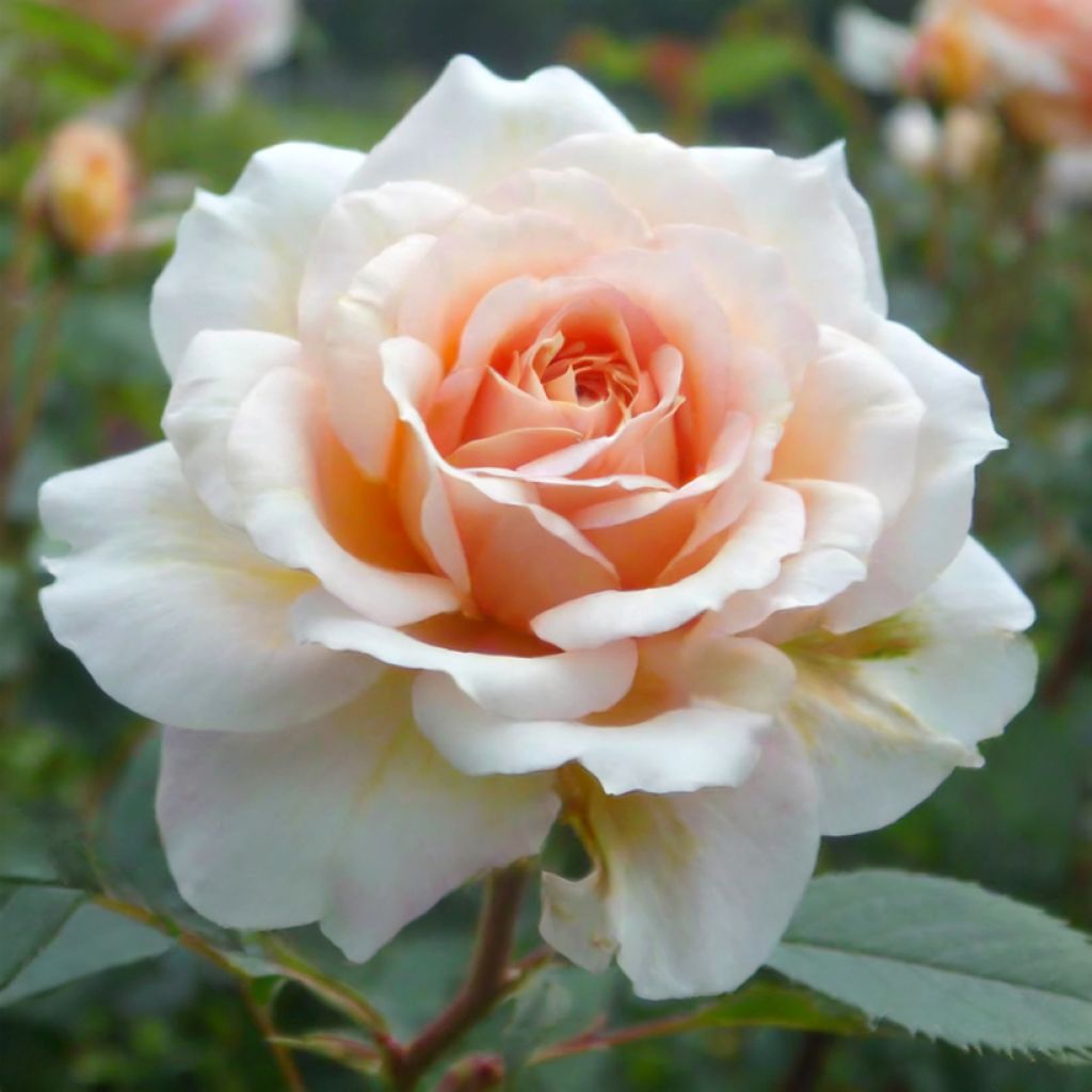 Rosa Perle d'or - Historische Rose