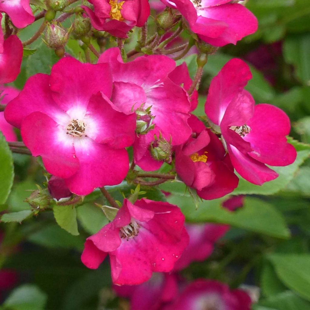 Rosa polyantha Red Ballerina - Historische Rose