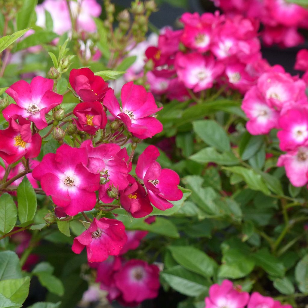 Rosa polyantha Red Ballerina - Historische Rose