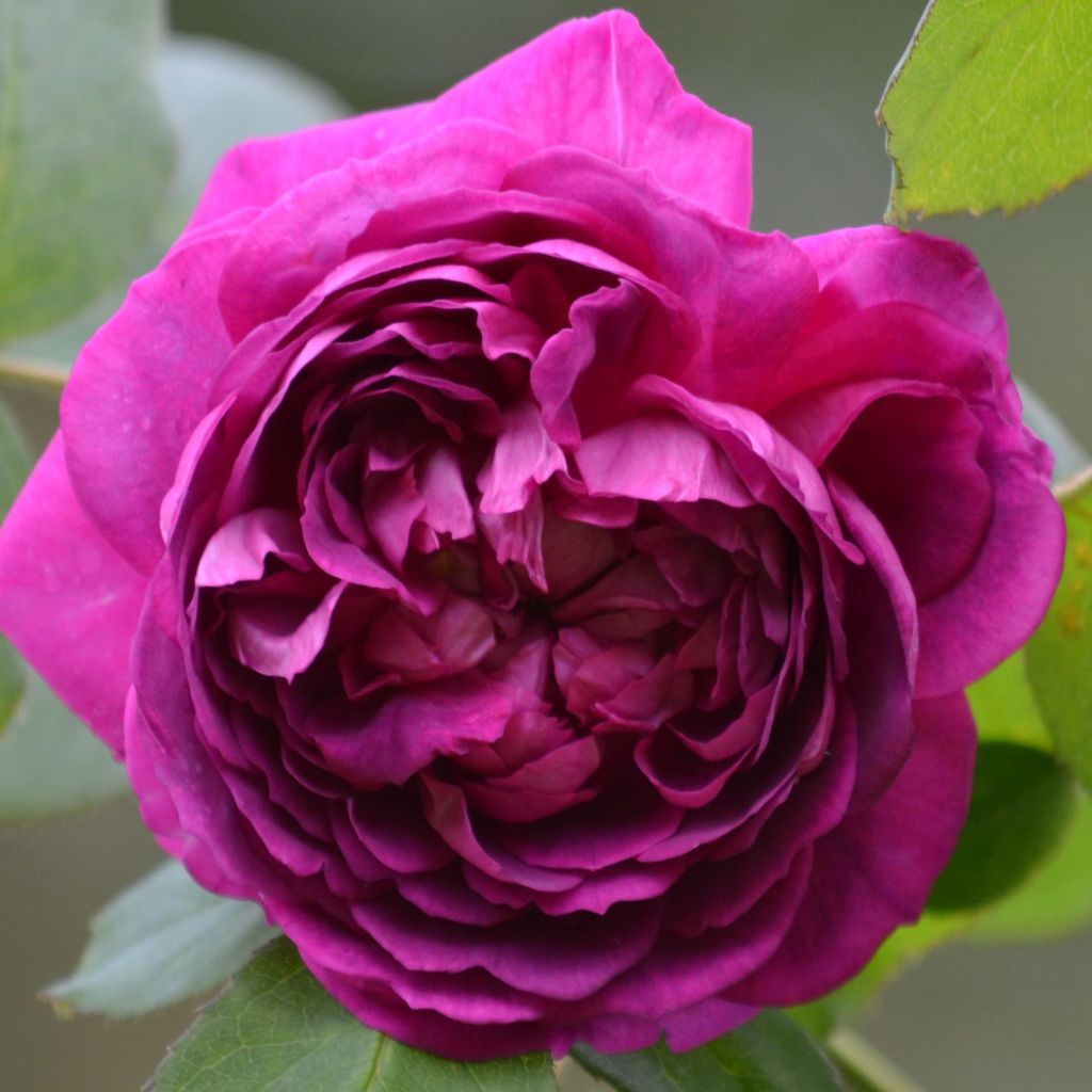 Rosa Reine des Violettes - Historische Rose