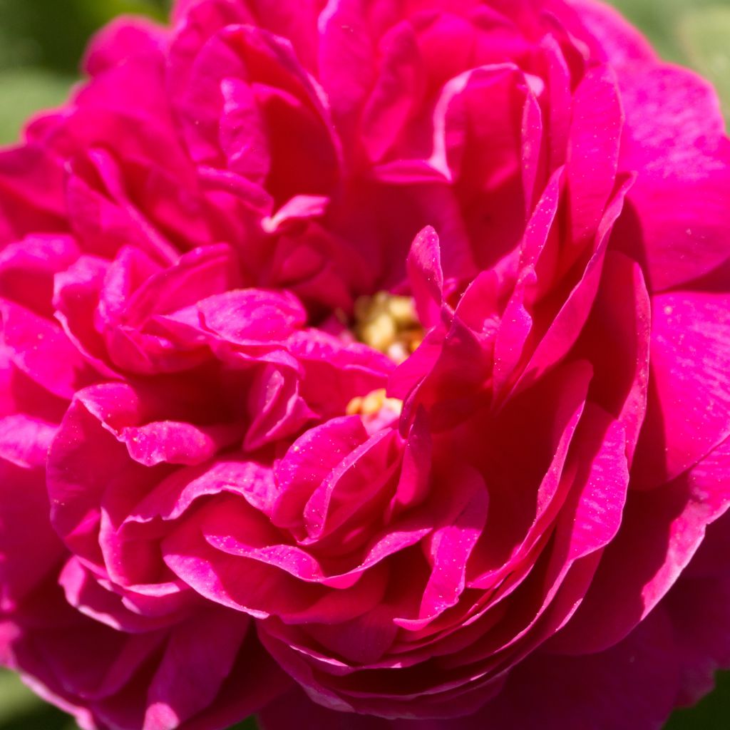 Rosier ancien Rose de Rescht - Rosa (x) damascena