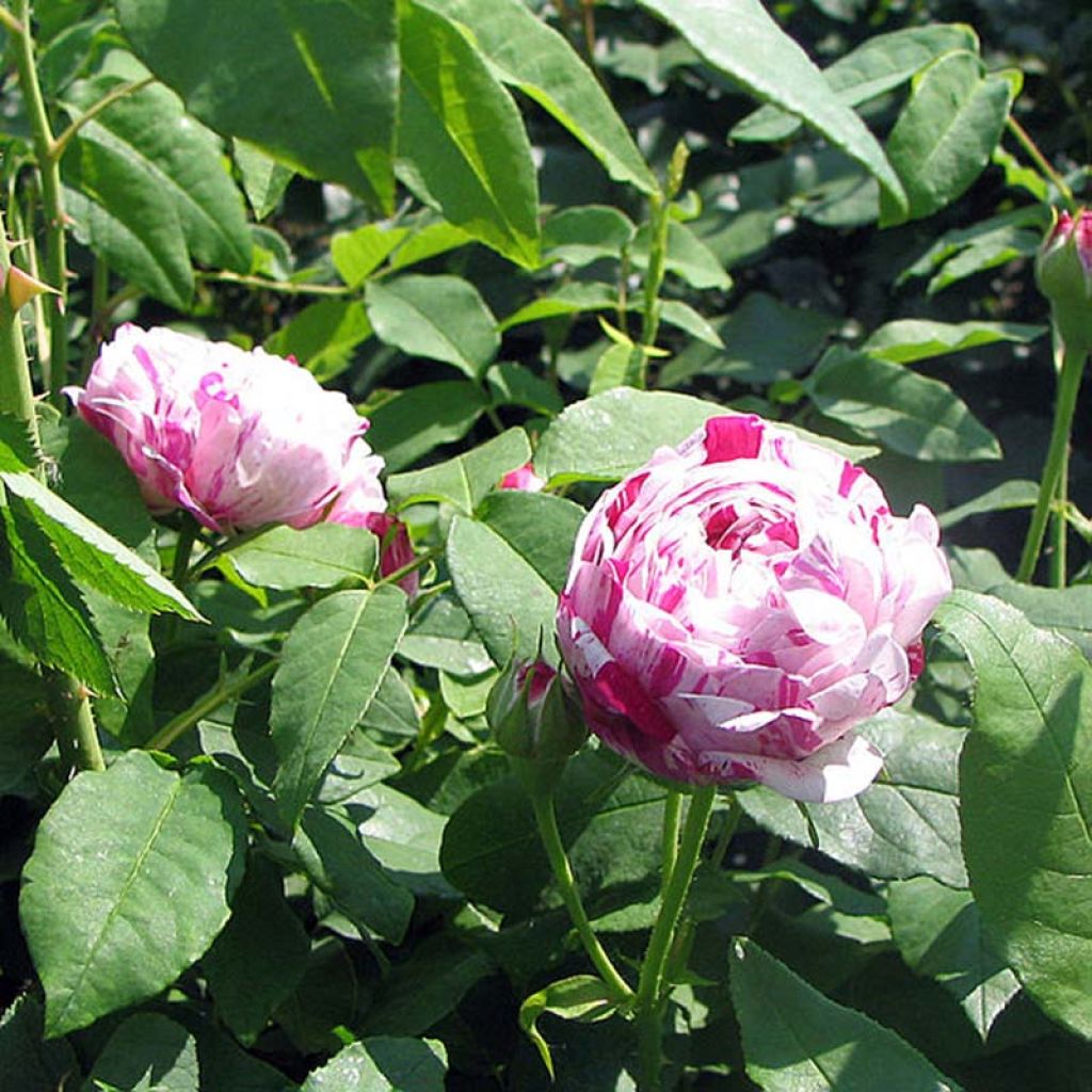 Rosa Variegata di Bologna - Historische Rose