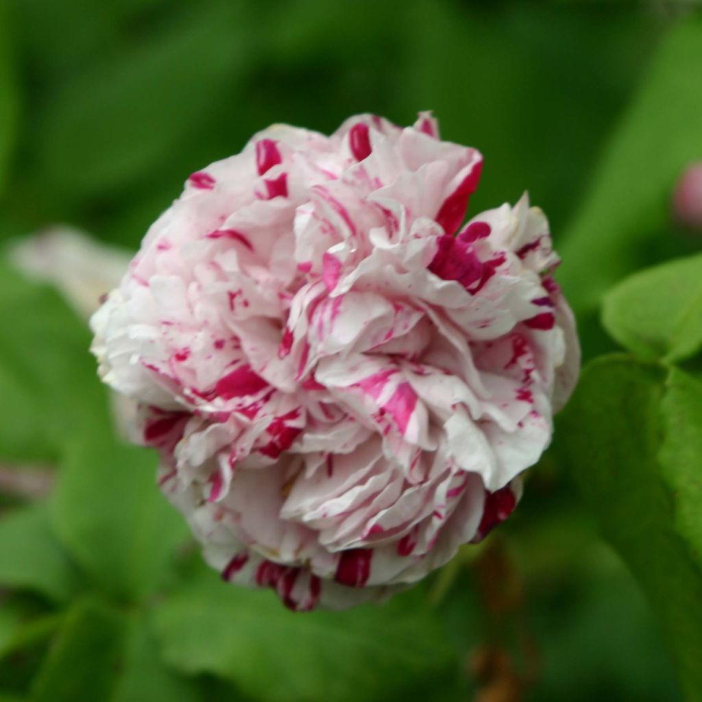 Rosa Variegata di Bologna - Historische Rose