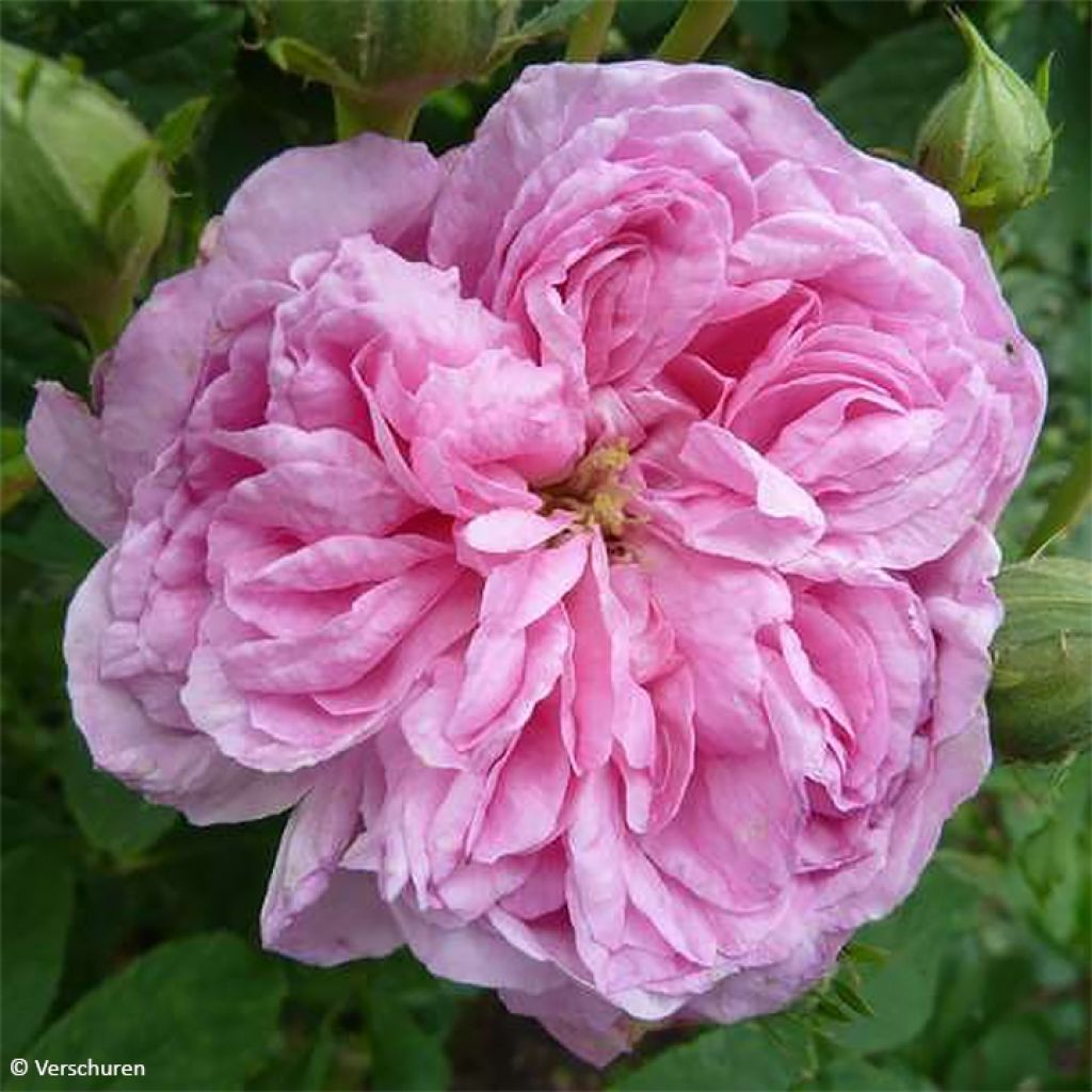 Rosier ancien de Damas Ispahan (Pompon des Princes)