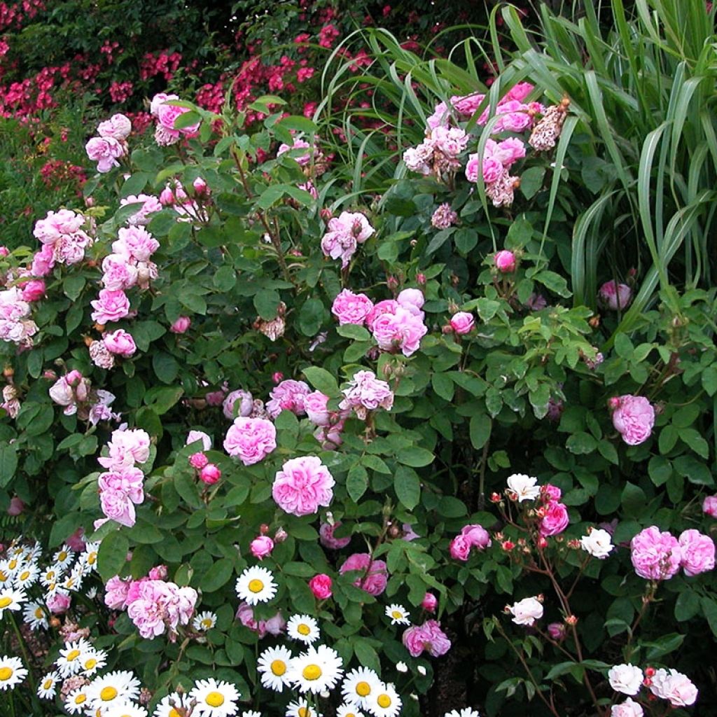 Rosa centifolia Salet - Historische Rose