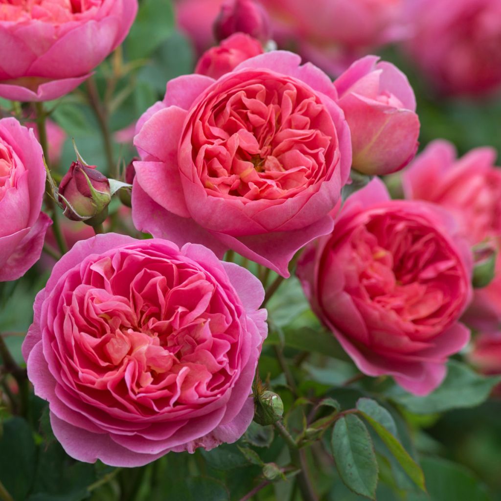 Rosa Boscobel - Englische Rose