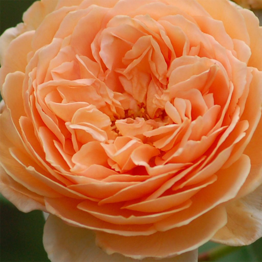 Rosier anglais Crown Princess Margareta® - Auswinter