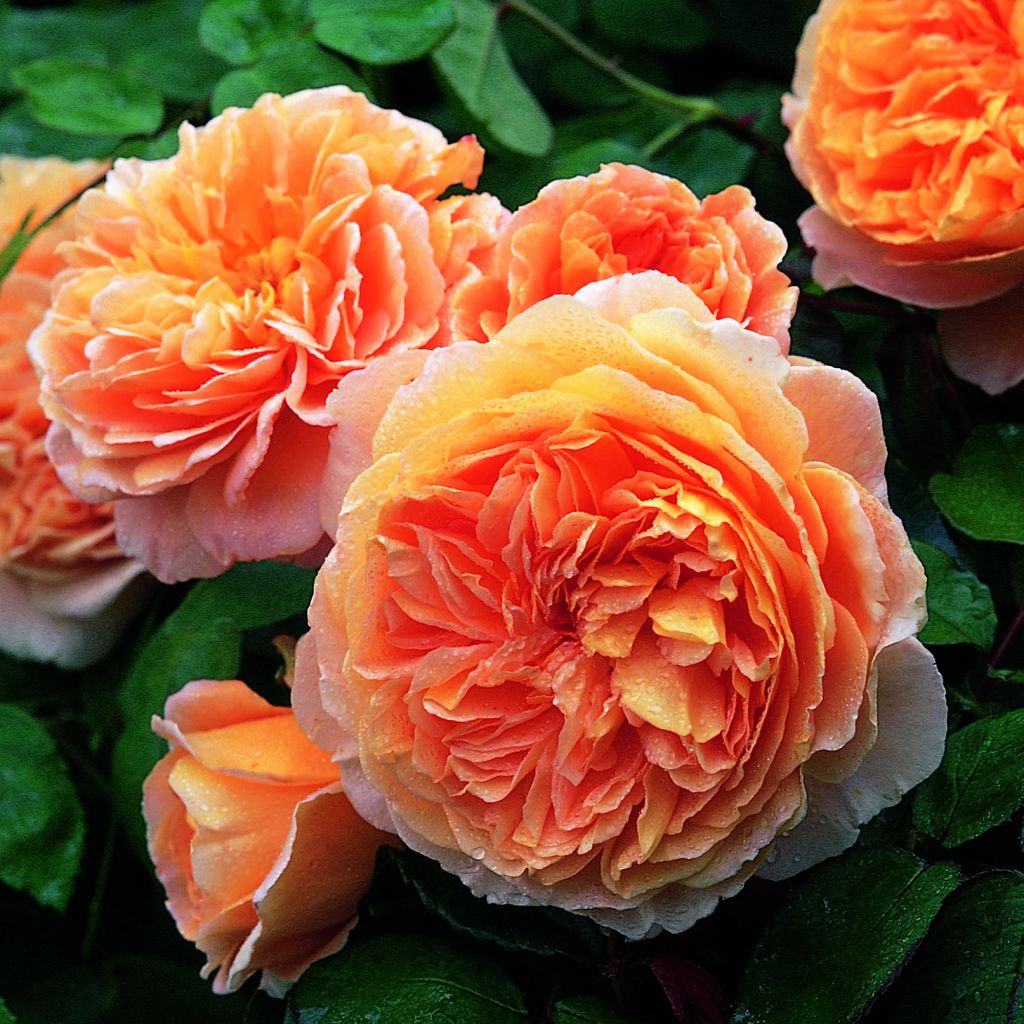 Rosa Crown Princess Margareta - Englische Rose