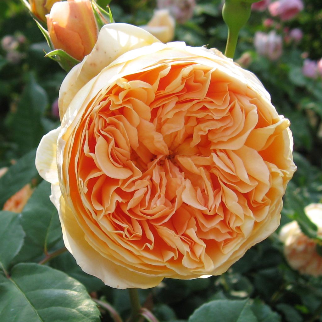 Rosa Crown Princess Margareta - Englische Rose