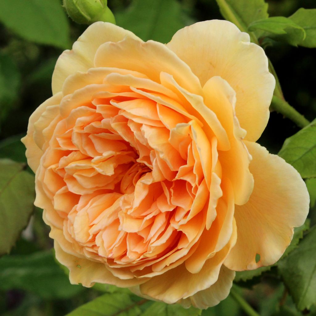 Rosa Crown Princess Margareta - Englische Rose