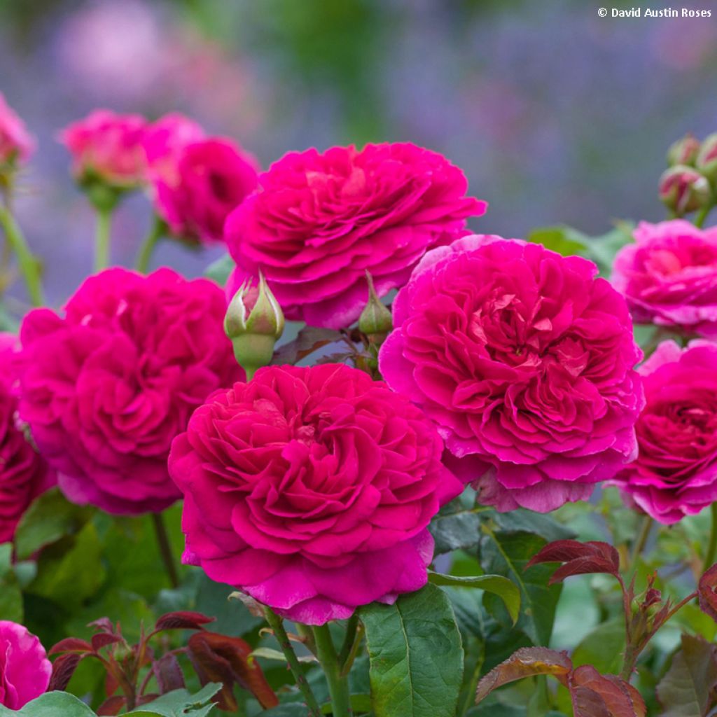 Rosa Gabriel Oak - David Austin Rose - Englische Rose