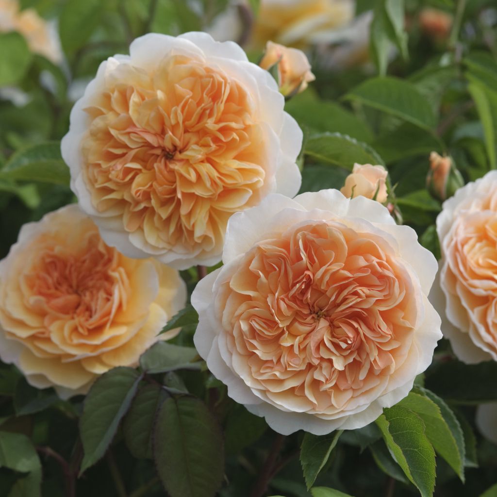 Rosa Port Sunlight - Englische Rose