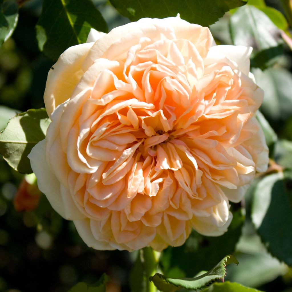 Rosa Port Sunlight - Englische Rose