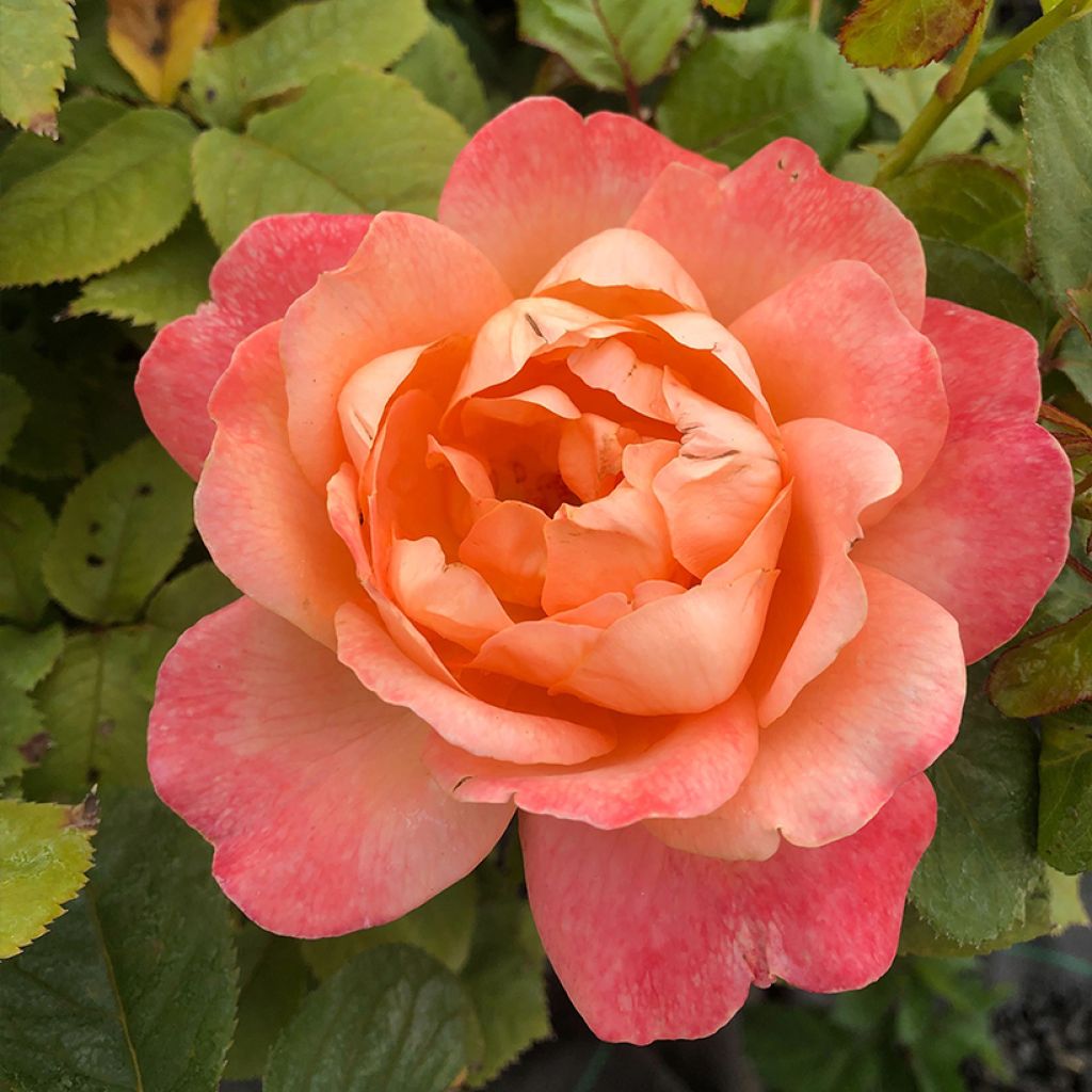 Rosa grandiflora King Arthur Harverag - Englische Rose