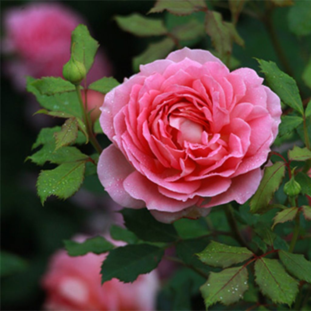 Rosa Jubilee Celebration - Englische Rose