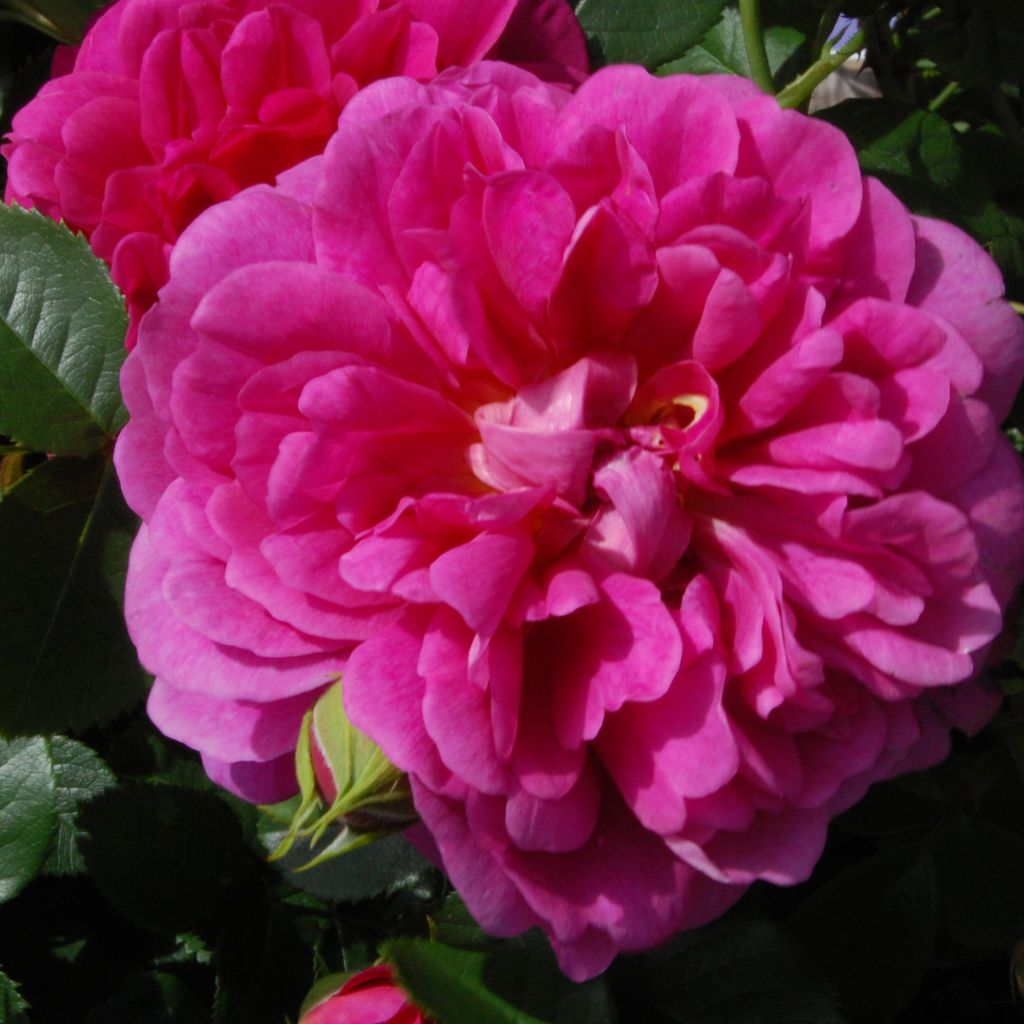 Rosa Princess Anne - Englische Rose