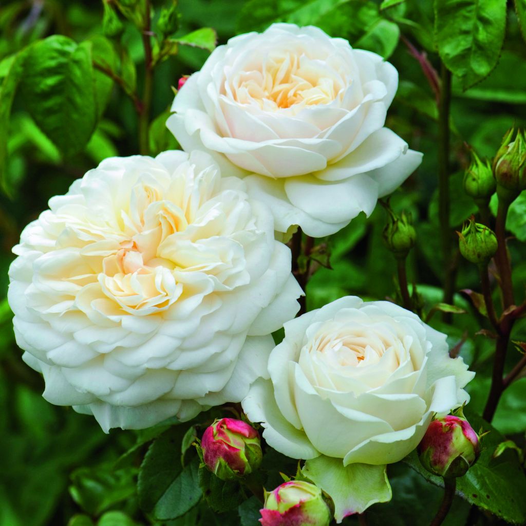 Rosa Tranquillity - Moschus-Rose