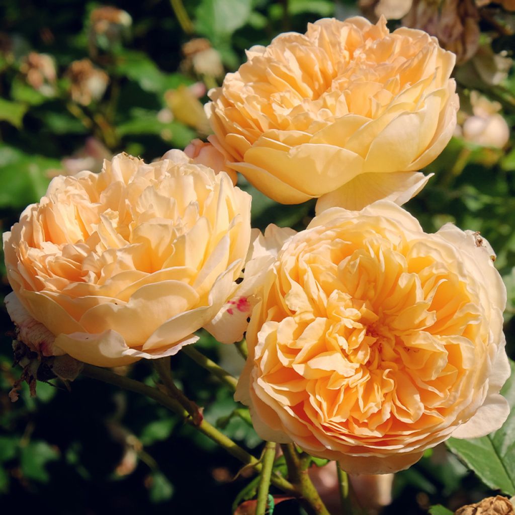 Rosa Bring Me Sunshine - Englische Rose