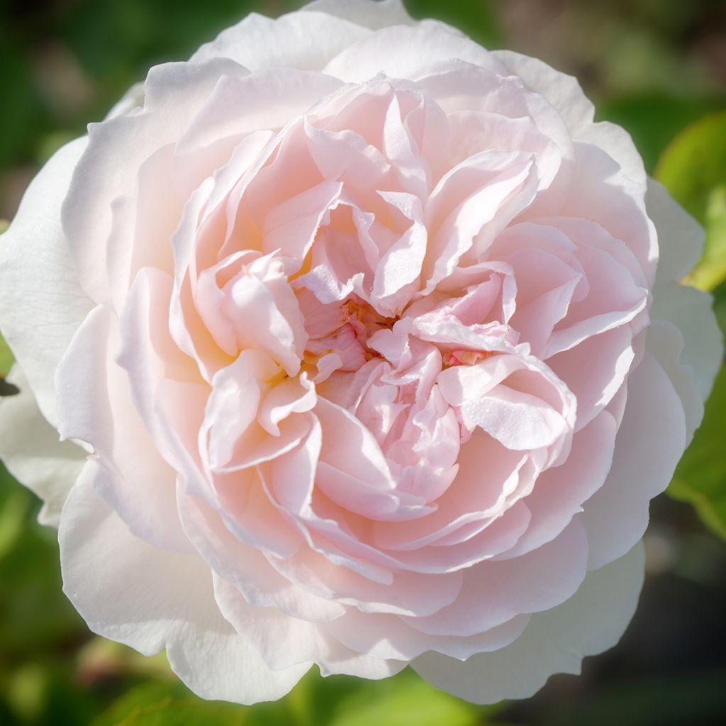 Rosa Elizabeth Ausmajesté - Englische Rose