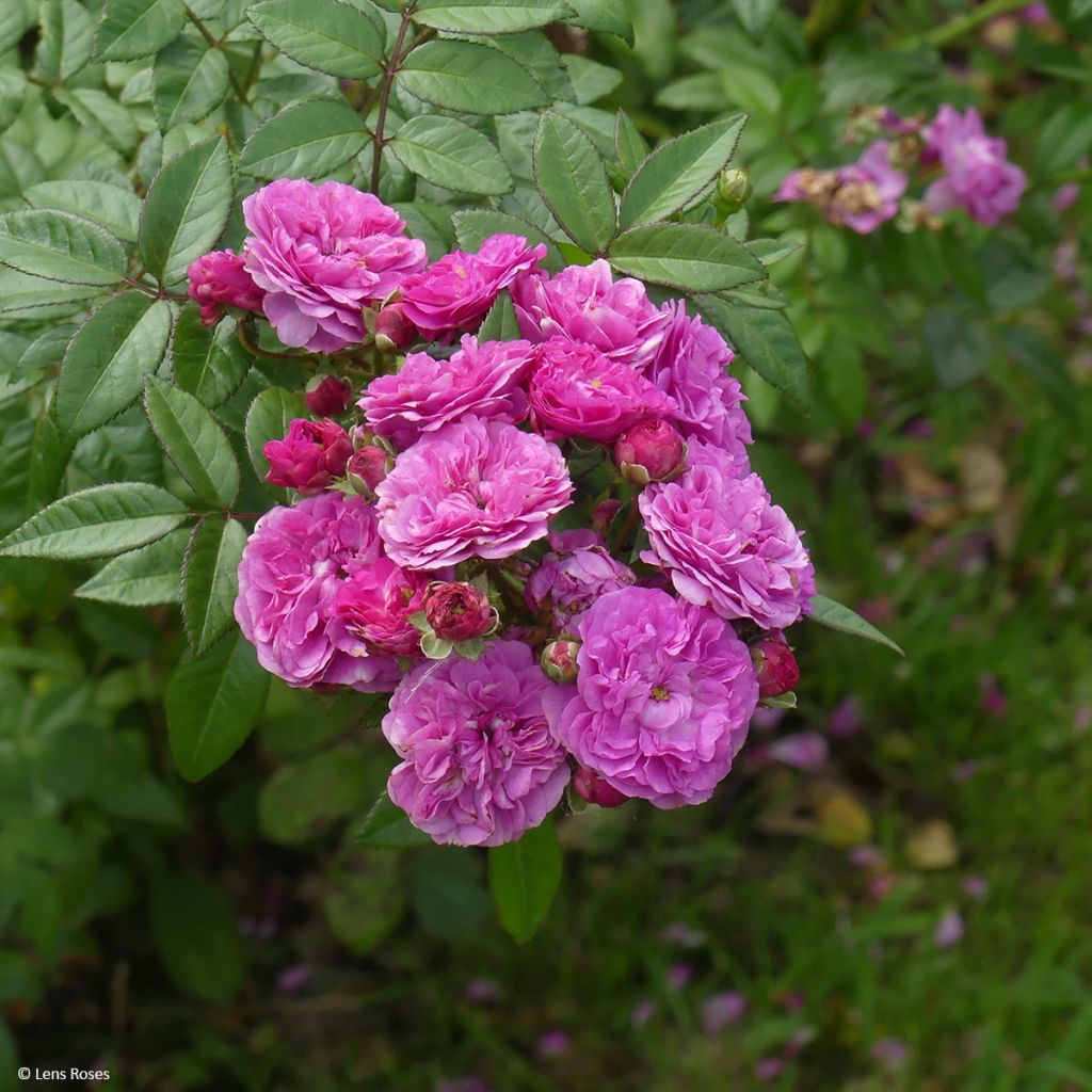 Rosa Allevia - Beetrose