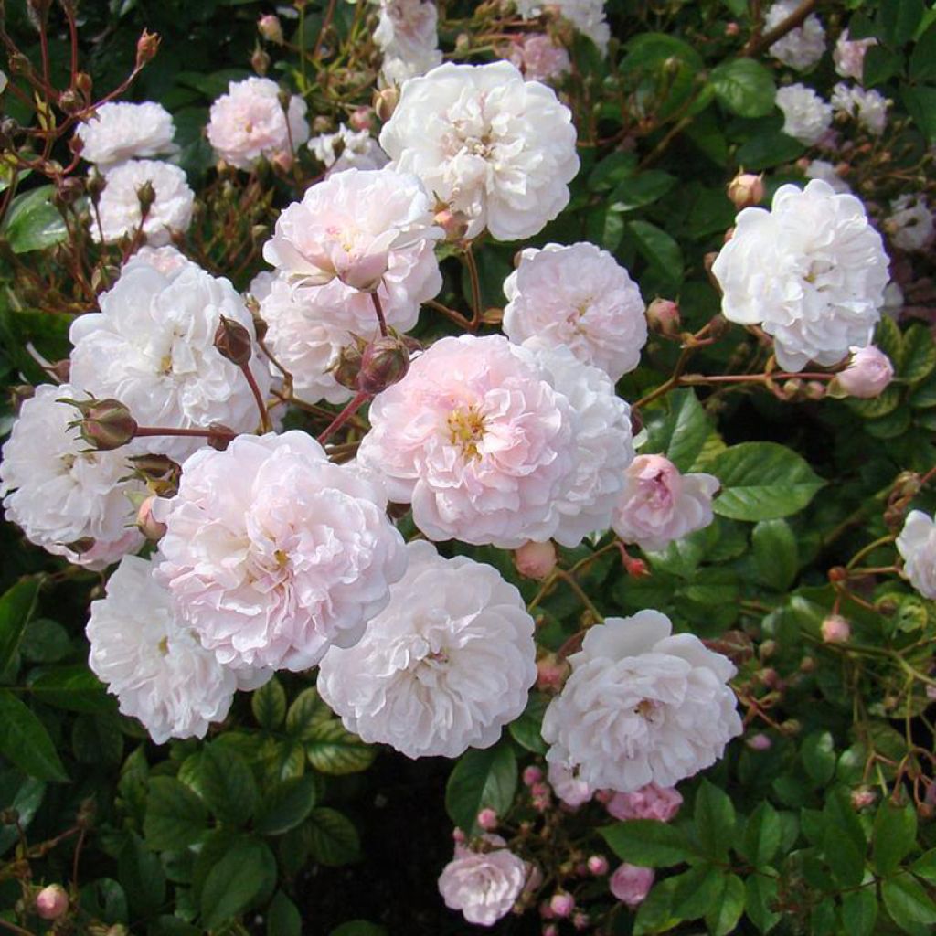 Rosa moschata Annelies - Moschus-Rose