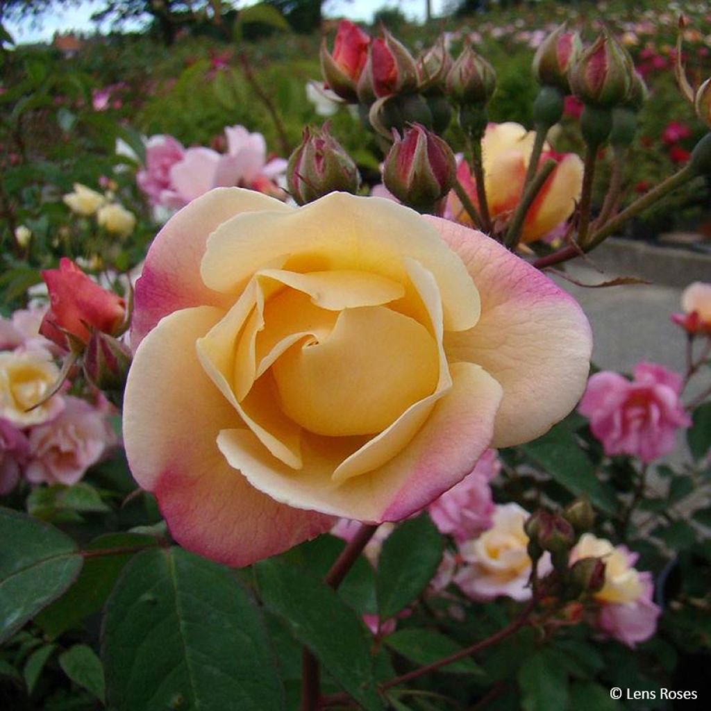 Rosa moschata Apricot Bells - Moschus-Rose