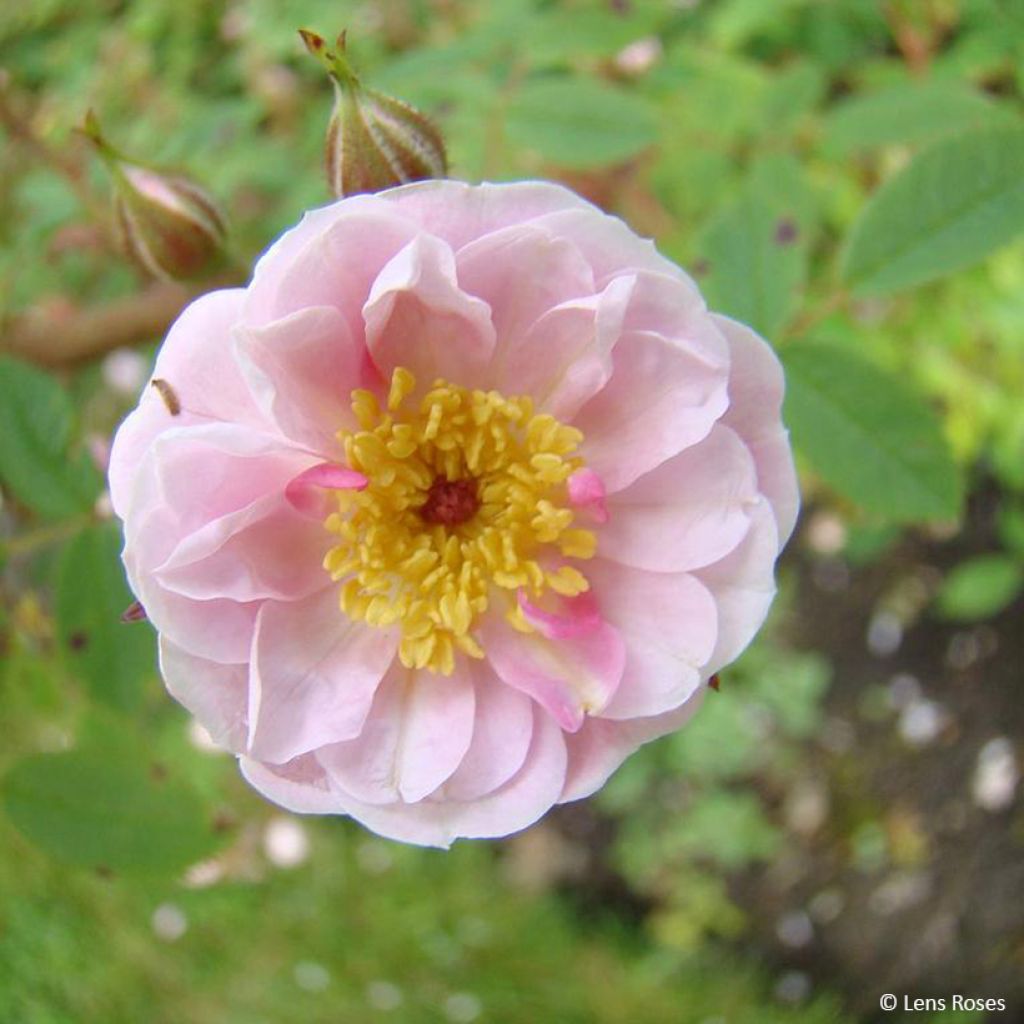 Rosa Belgian lace - Strauchrose