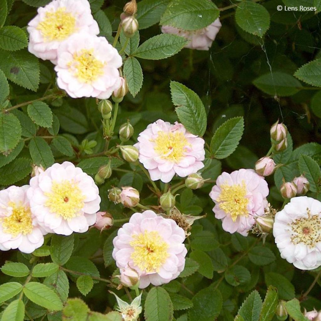 Rosa Belgian lace - Strauchrose