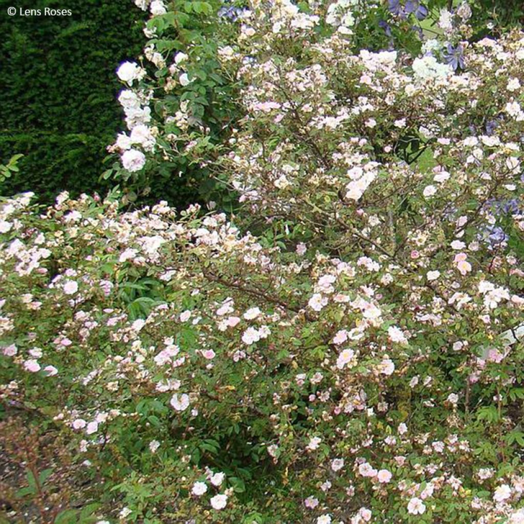 Rosa Belgian lace - Strauchrose