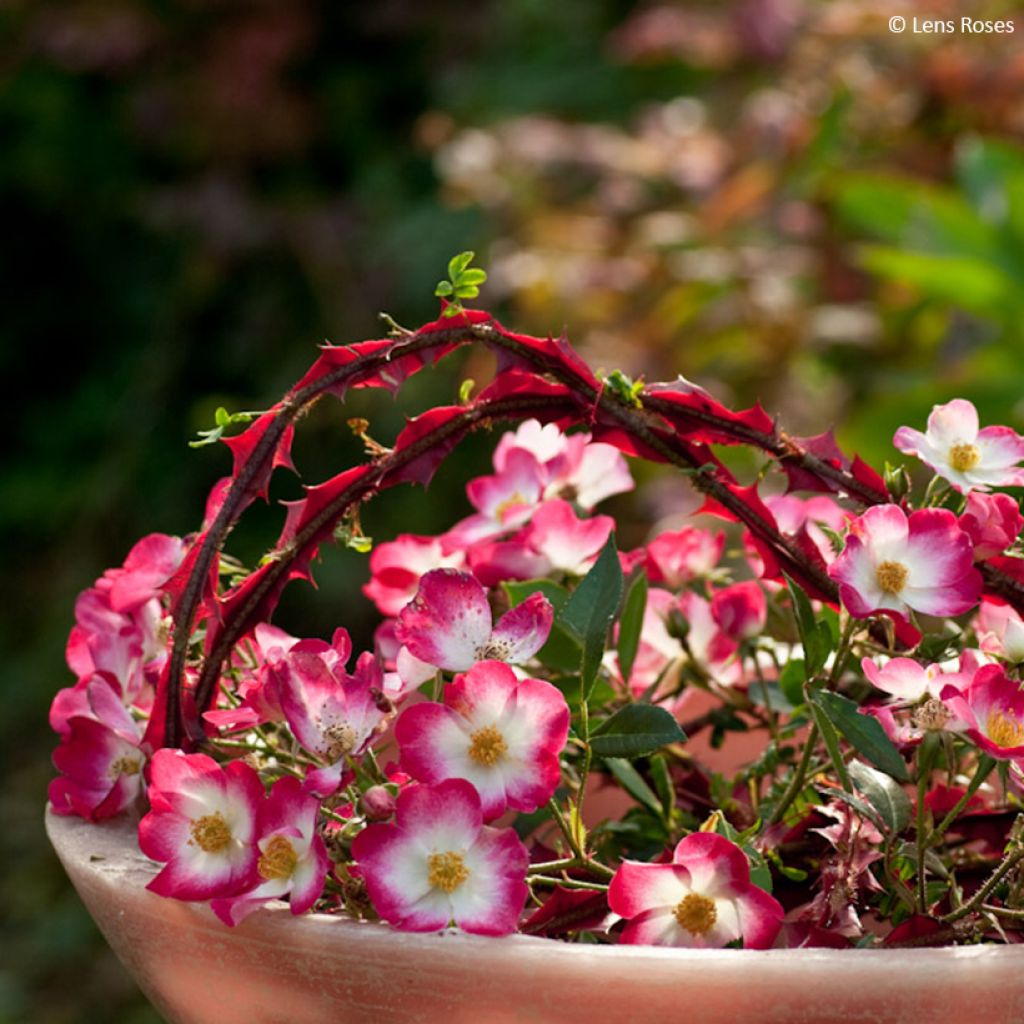 Rosa Bukavu Lenbrirus - Strauchrose