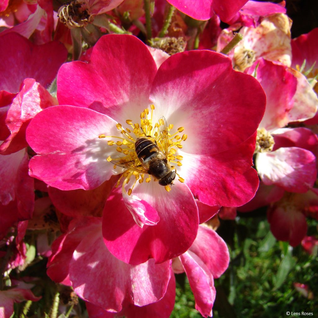 Rosa Bukavu Lenbrirus - Strauchrose