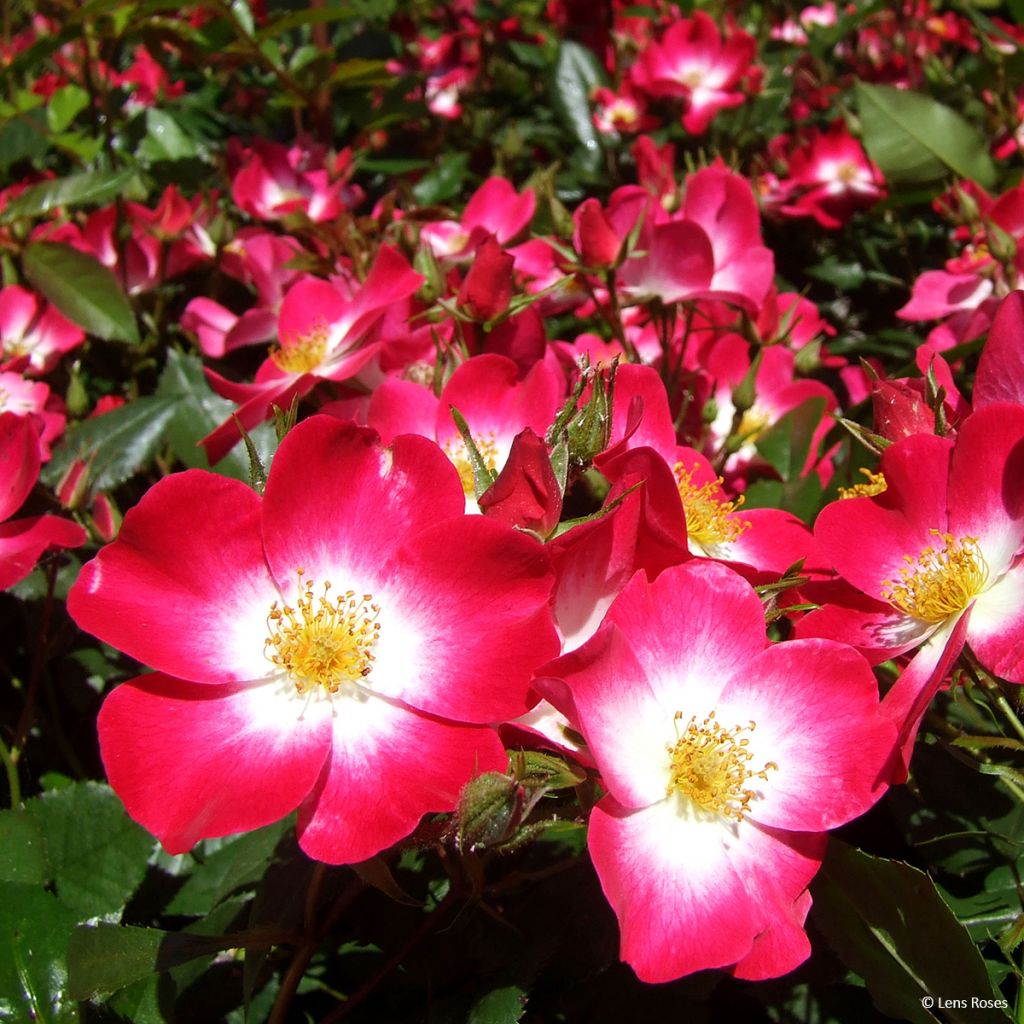 Rosa Bukavu Lenbrirus - Strauchrose