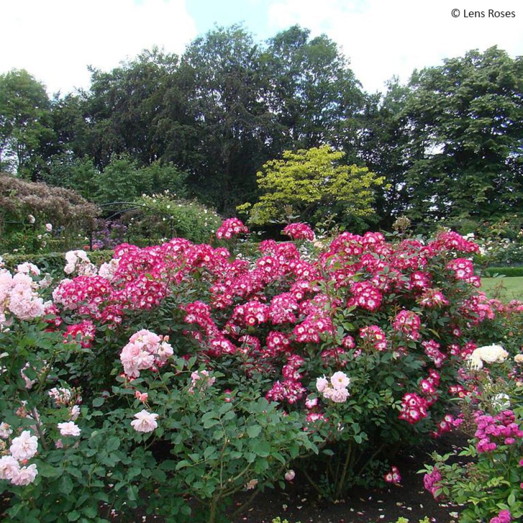 Rosa Bukavu Lenbrirus - Strauchrose