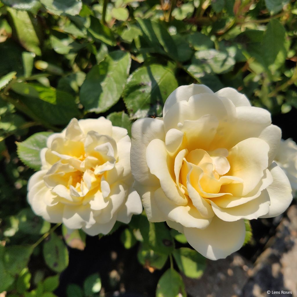 Rosa moschata Chateau de Munsbach - Moschus-Rose