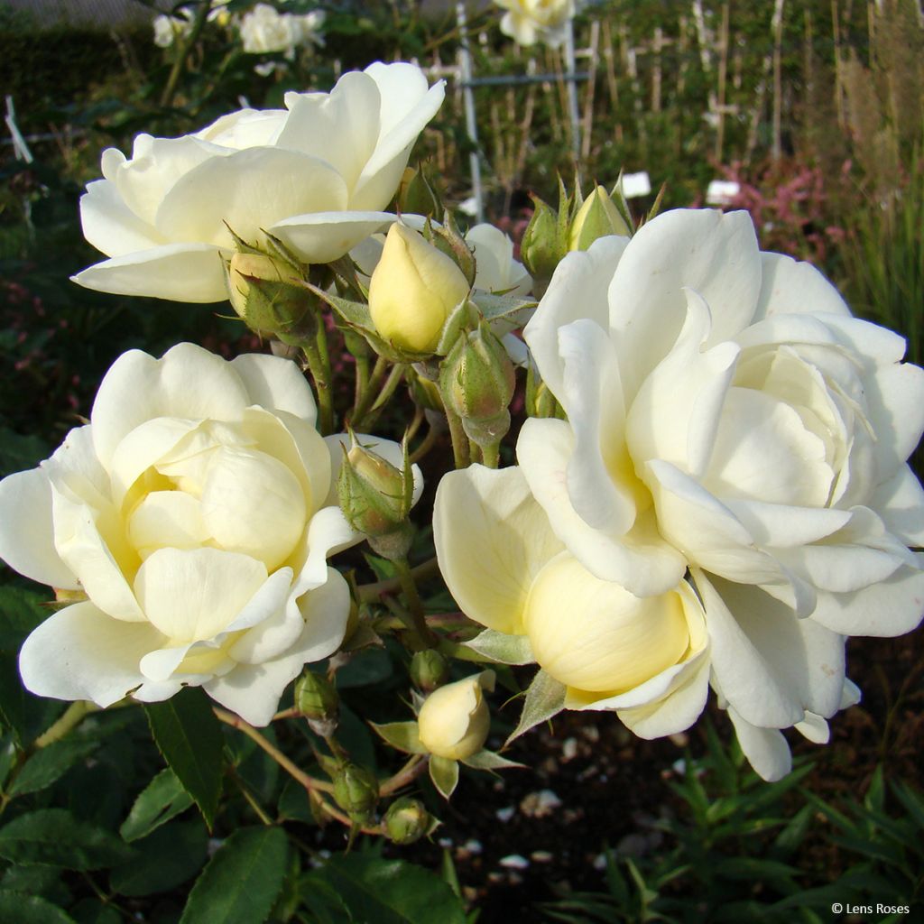 Rosa moschata Chateau de Munsbach - Moschus-Rose