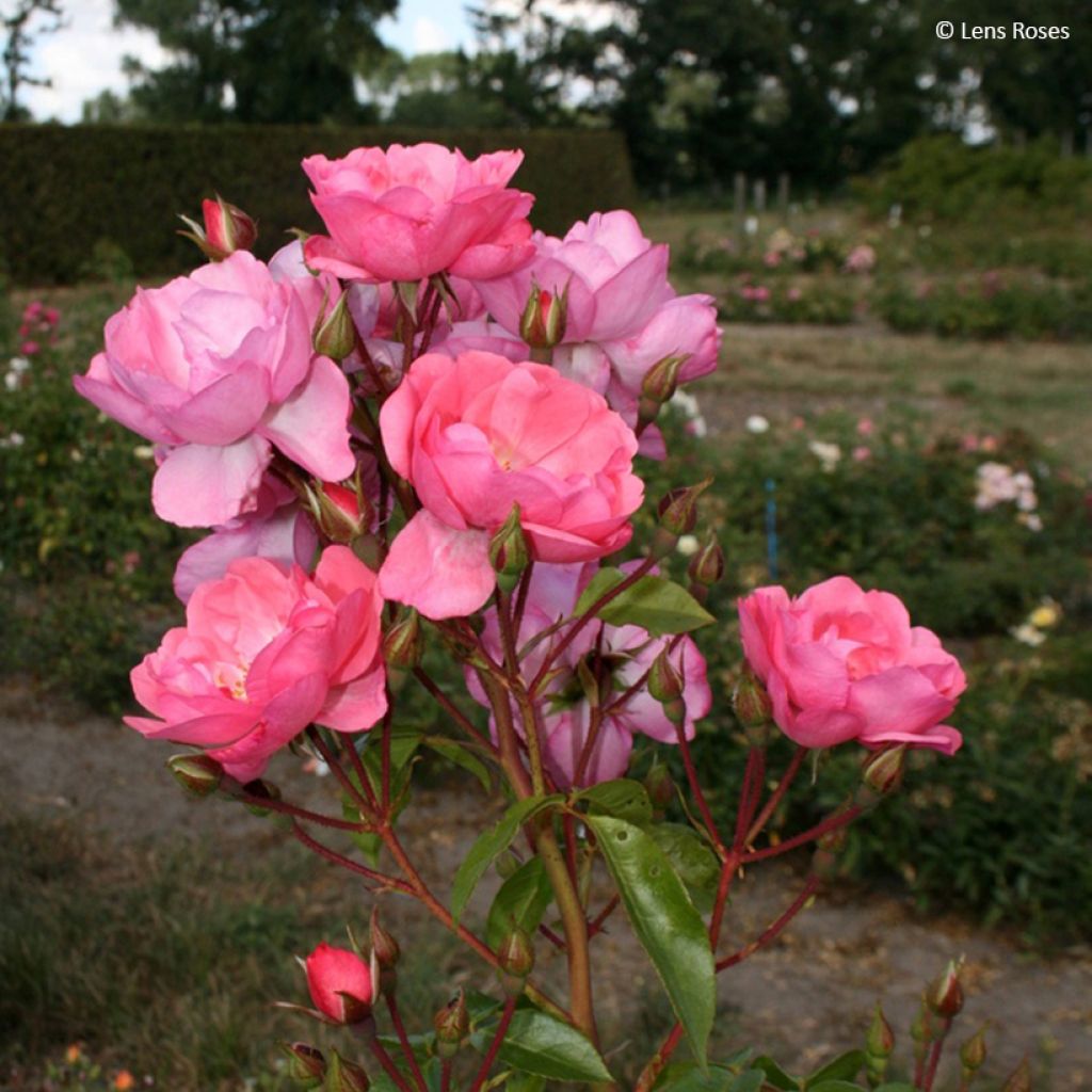 Rosa moschata Finn's Rose - Moschus-Rose