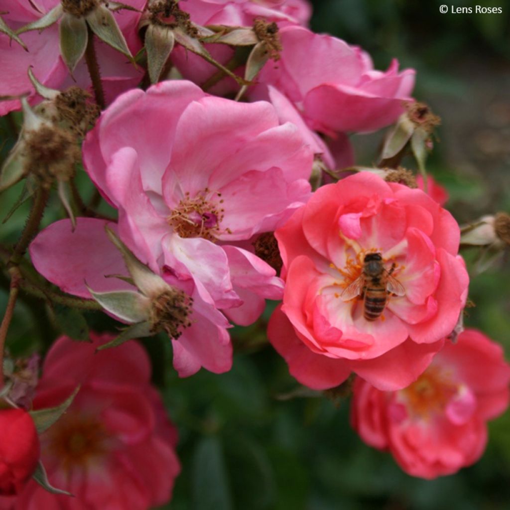 Rosa moschata Finn's Rose - Moschus-Rose